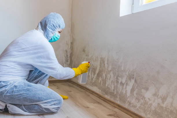 Licensed Black Mold Remediation service in Arlington, VA - 24 Hour Mold Removal
