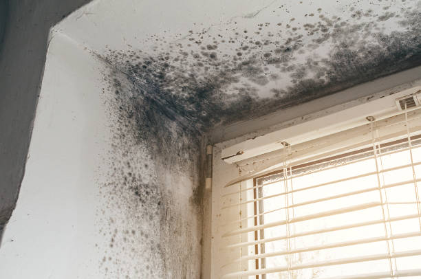 Affordable Black Mold Remediation solutions in Arlington, VA
