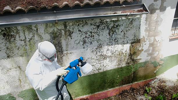 Top rated local Black Mold Remediation specialists in Arlington, VA